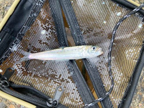 若洲海浜公園海釣り施設