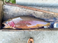 ニジマスの釣果