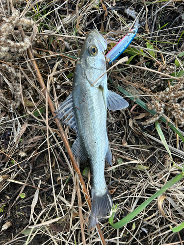 スズキの釣果