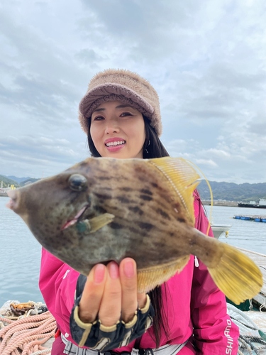 カワハギの釣果