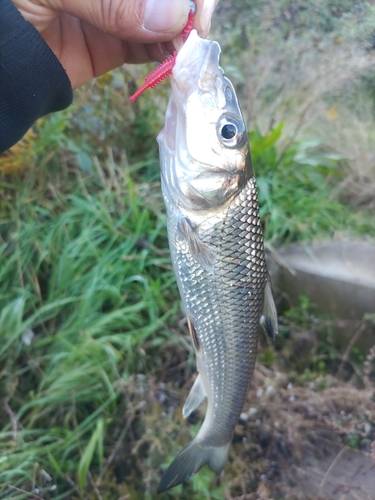 ニゴイの釣果