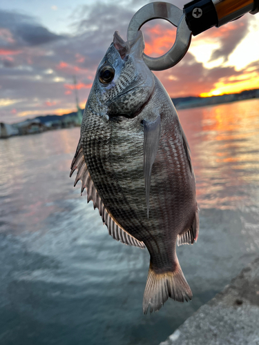 クロダイの釣果