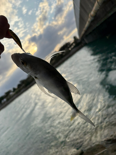 メッキの釣果