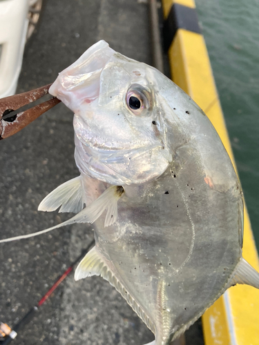 メッキの釣果