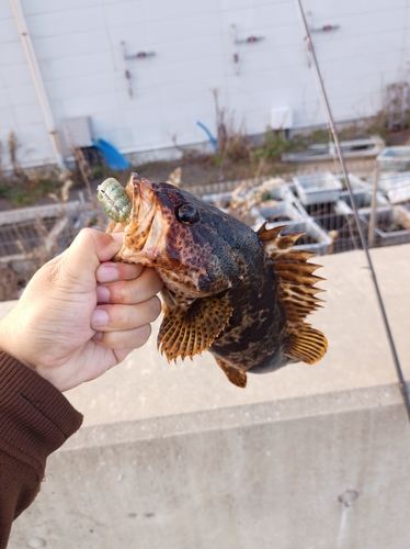 タケノコメバルの釣果