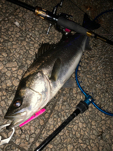 シーバスの釣果