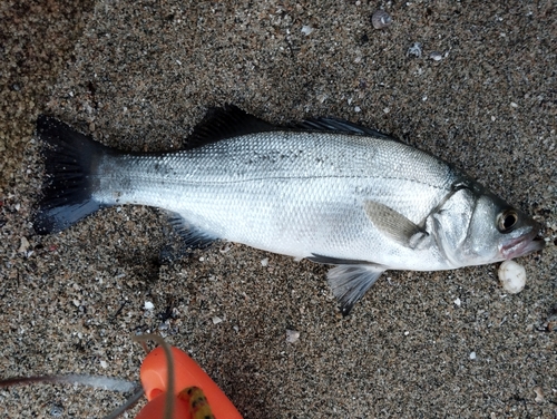 フッコ（ヒラスズキ）の釣果