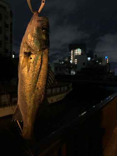 隅田川河口