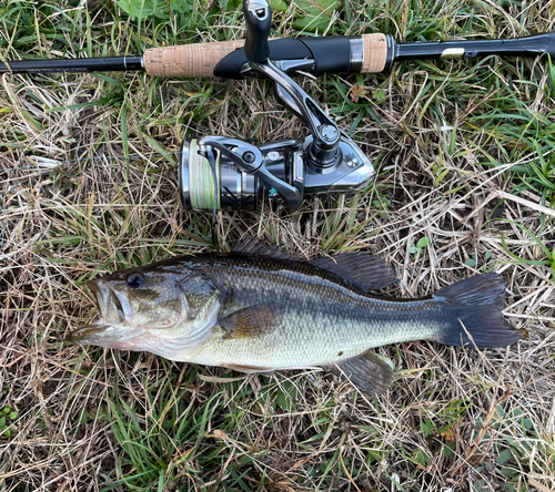 ラージマウスバスの釣果