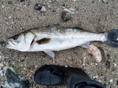 スズキの釣果