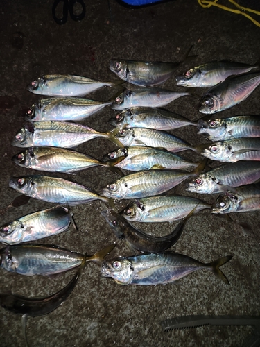 アジの釣果