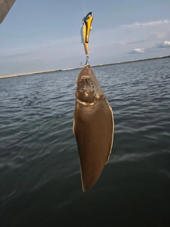 シタビラメの釣果