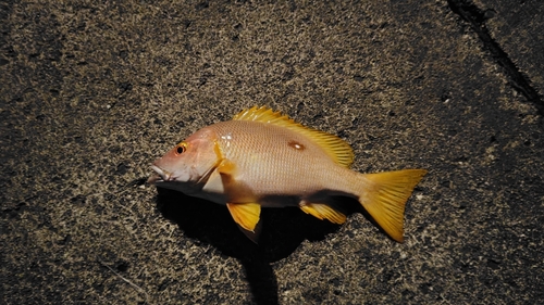 シブダイの釣果