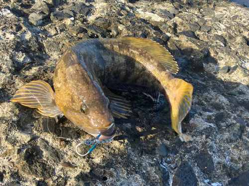 アブラコの釣果