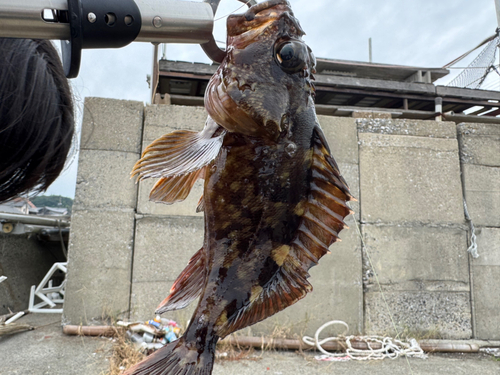 カサゴの釣果