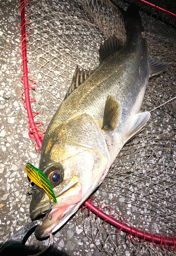 シーバスの釣果