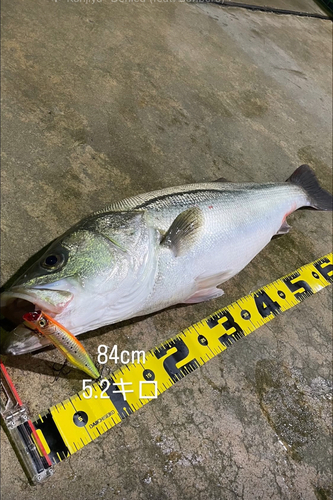 マルスズキの釣果