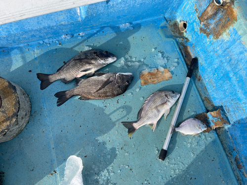 マダイの釣果