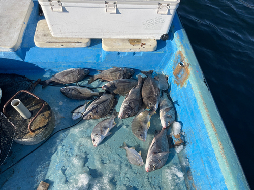 クロダイの釣果