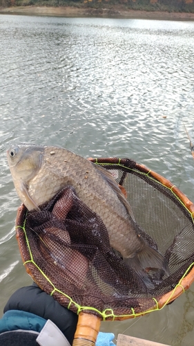 ヘラブナの釣果