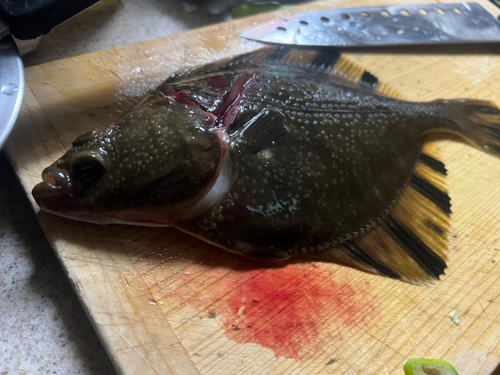 カレイの釣果