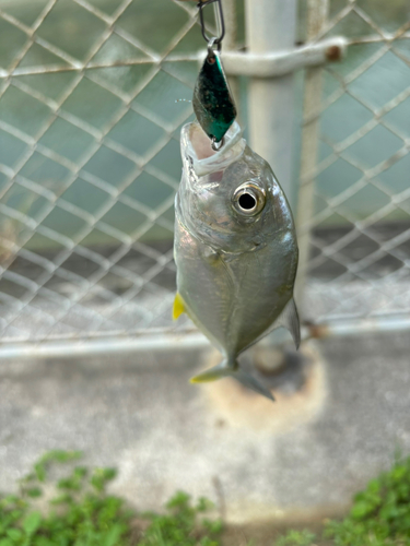 ギンガメアジの釣果