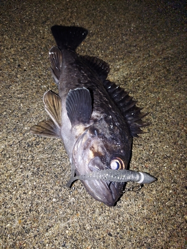 クロソイの釣果