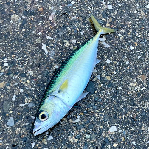 サバの釣果