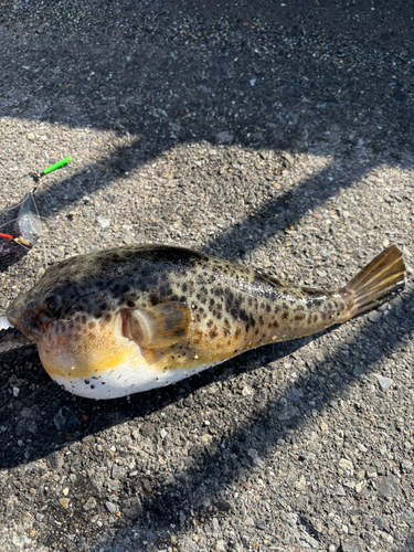 高洲海浜公園