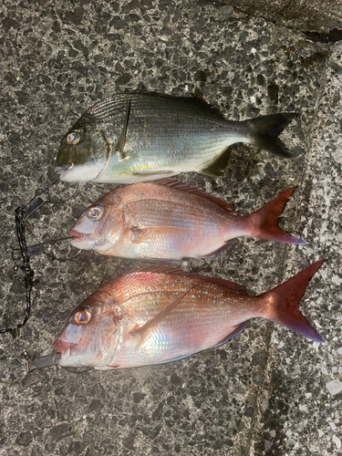 マダイの釣果