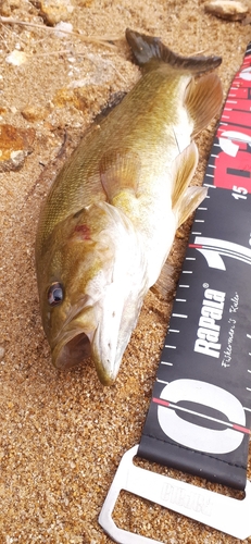 スモールマウスバスの釣果