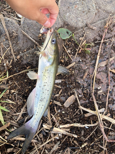 アメリカナマズの釣果