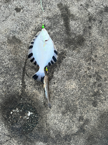 カワガレイの釣果