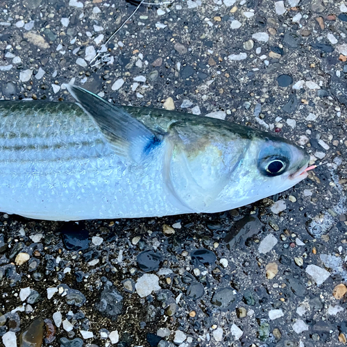 ボラの釣果