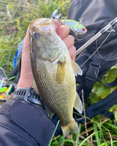 ブラックバスの釣果