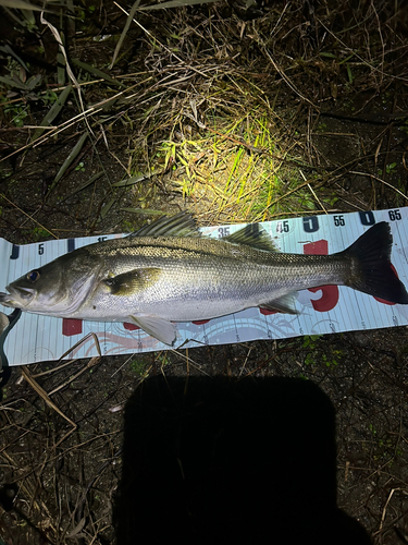 スズキの釣果