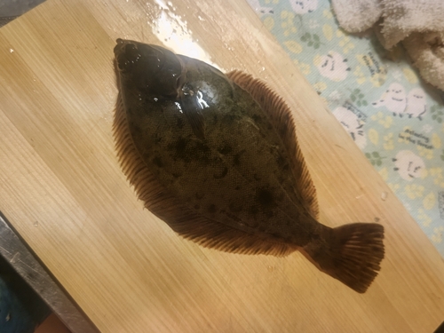 マコガレイの釣果