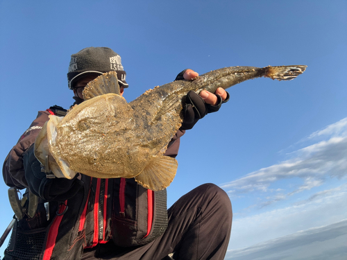 マゴチの釣果