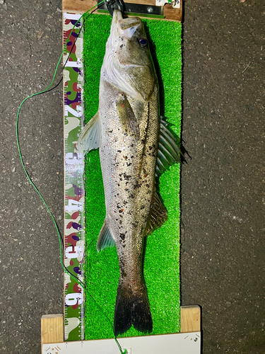 シーバスの釣果