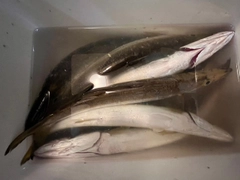 カマスの釣果