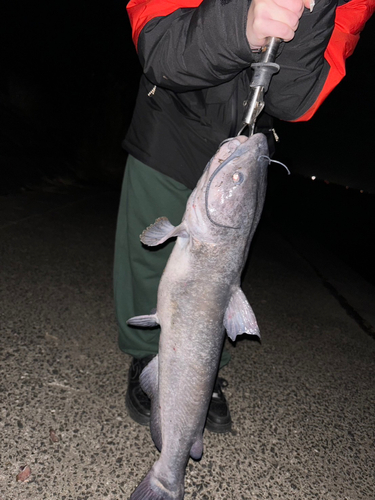 アメリカナマズの釣果