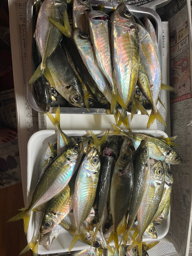 アジの釣果