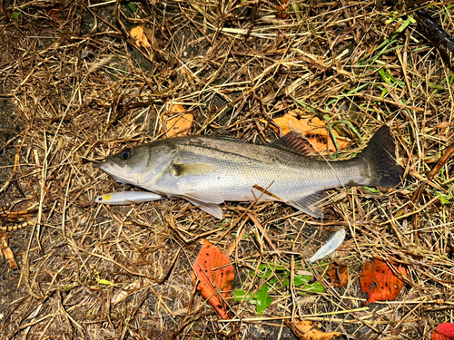 セイゴ（マルスズキ）の釣果