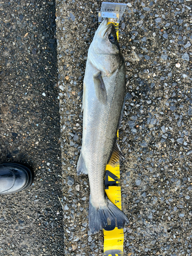 セイゴ（マルスズキ）の釣果