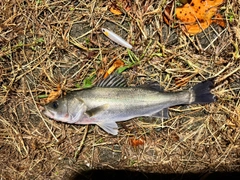 セイゴ（マルスズキ）の釣果