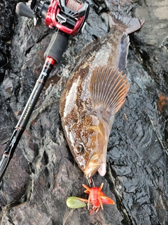 アイナメの釣果