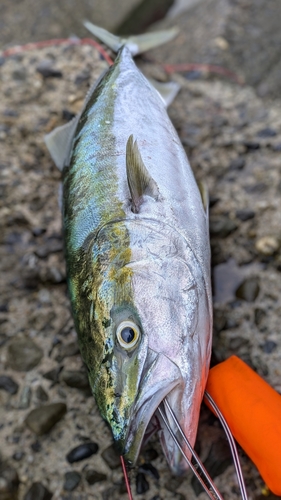 ブリの釣果