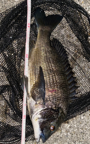 クロダイの釣果