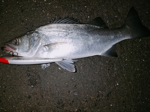 ヒラスズキの釣果