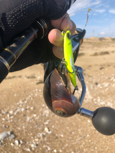 カニの釣果